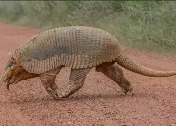 Tatu-canastra, um símbolo da biodiversidade da Amazônia