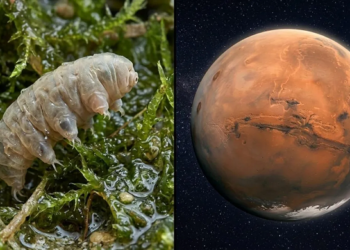 Animal mais forte da Terra em Marte: resultado chocante