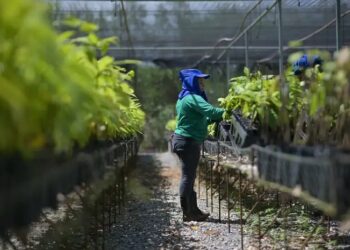 Pará: produção sustentável em solos degradados