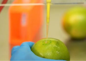 Novo biodetergente brasileiro conserva frutas por mais tempo