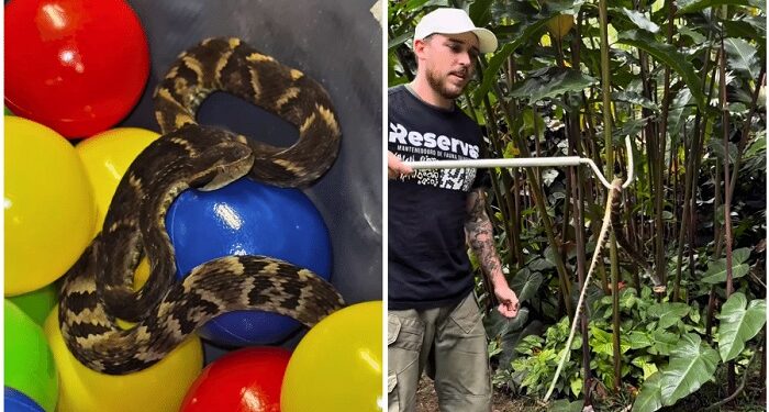 Jararaca é achada em piscina de bolinhas de restaurante em SP