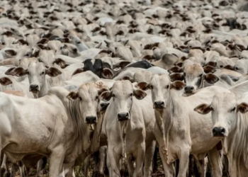 UE suspende compra de carnes e ovos brasileiros