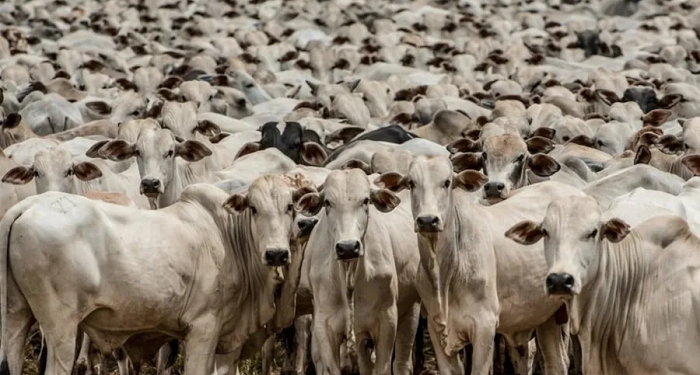 UE suspende compra de carnes e ovos brasileiros