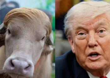 Búfalo albino viraliza por semelhança com Donald Trump