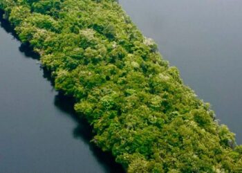 Mercado de carbono: o novo fôlego financeiro para a Amazônia
