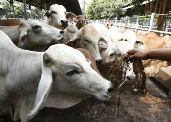 Uso de antibióticos pode gerar conta bilionária para o agro