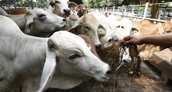 Uso de antibióticos pode gerar conta bilionária para o agro