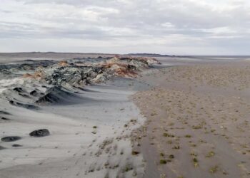 O papel dos fungos na recuperação do solo e do clima