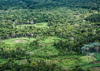 Especialistas defendem liderança indígena na restauração da terra