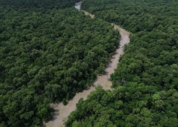 Desmatamento cai 41,8% na Amazônia e 23,8% no Cerrado